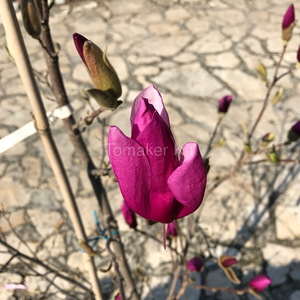 Tulipánfa virág